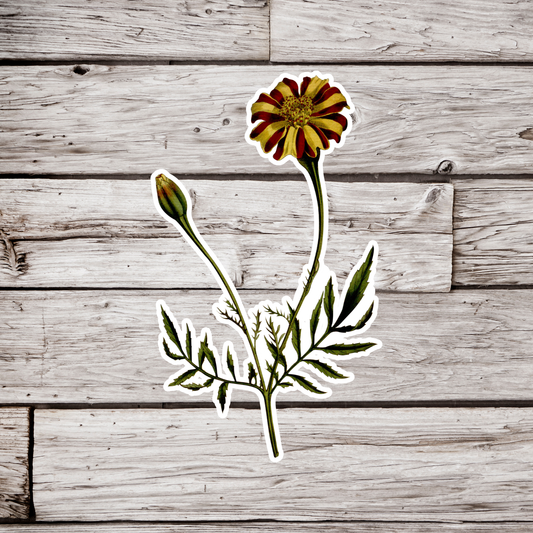 Marigold Flower Sticker