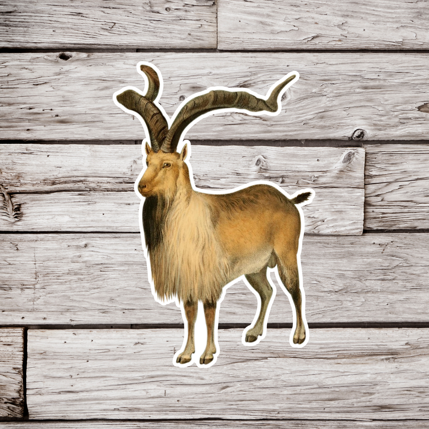 Markhor Alpine Ibex Sticker