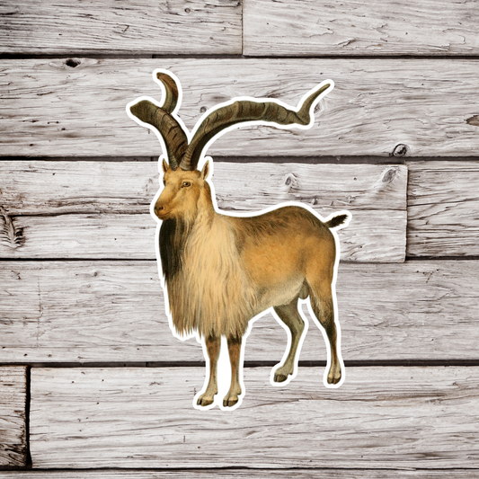 Markhor Alpine Ibex Sticker
