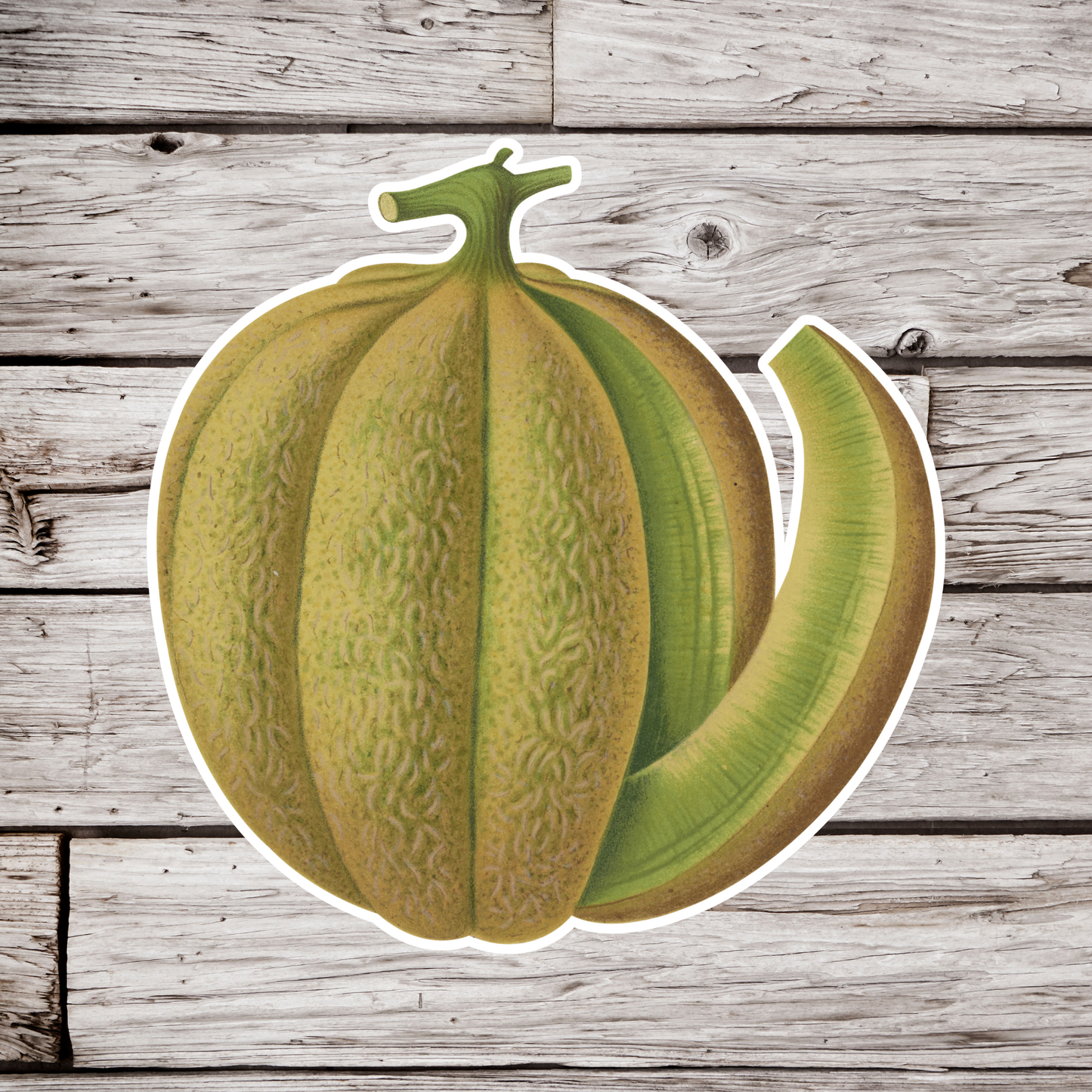 Melon Sticker