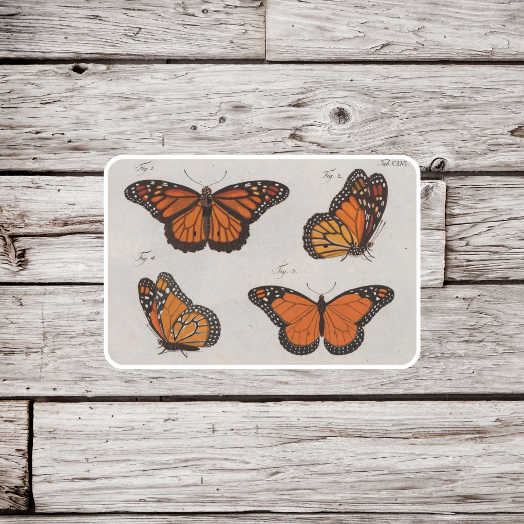 Monarch Butterfly Sticker