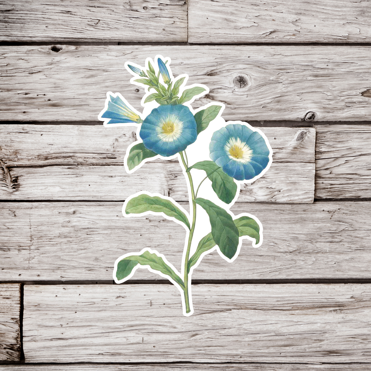 Morning Glory Flowers Sticker