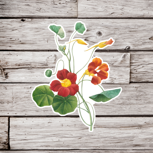 Nasturtium Flower Sticker
