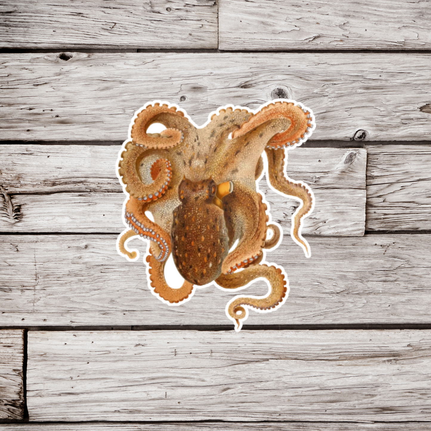 Octopus Sticker
