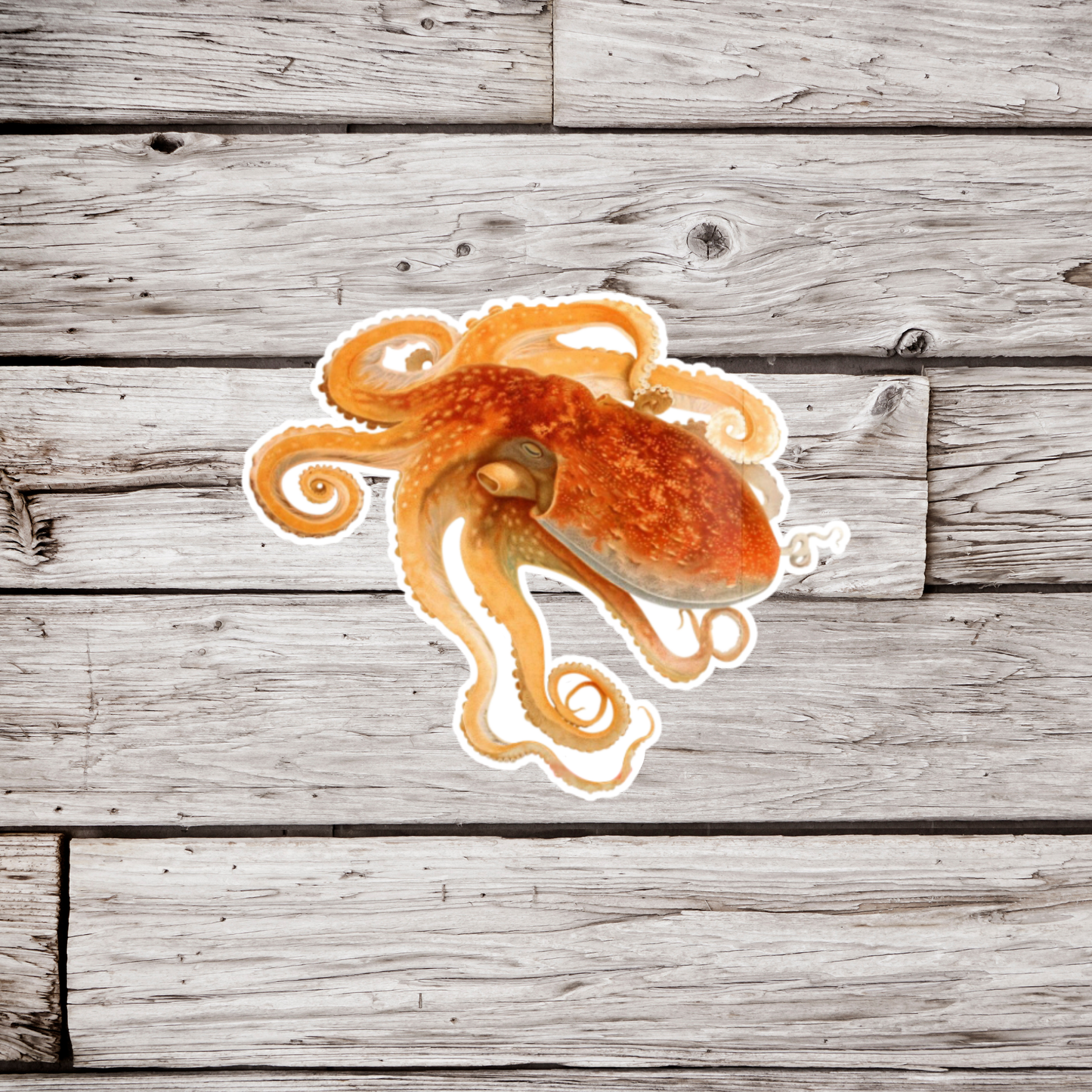 Octopus Sticker