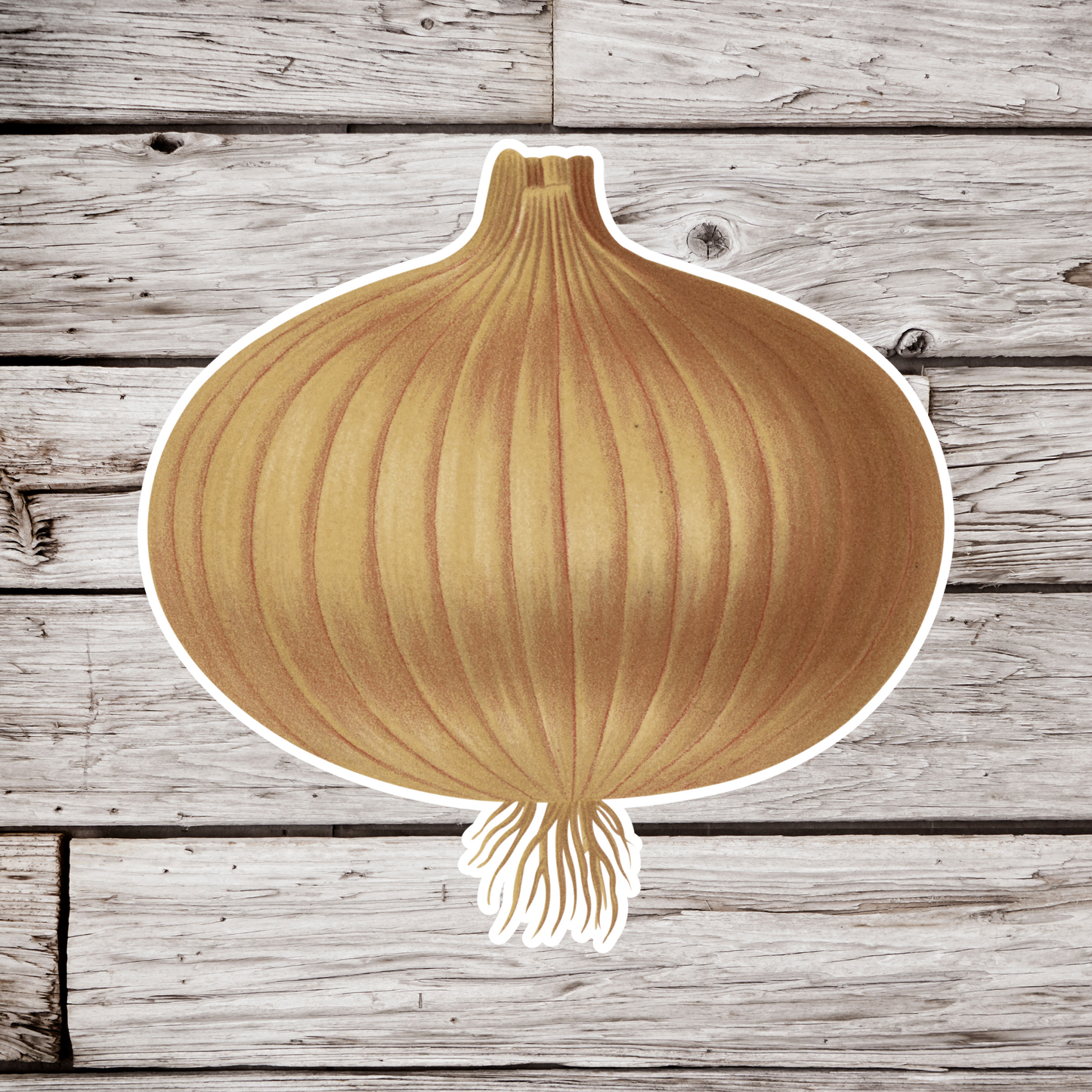 Onion Sticker