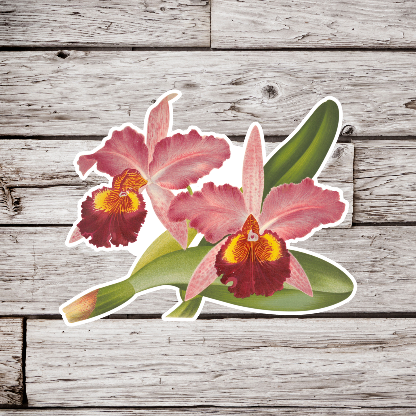 Orchid Sticker