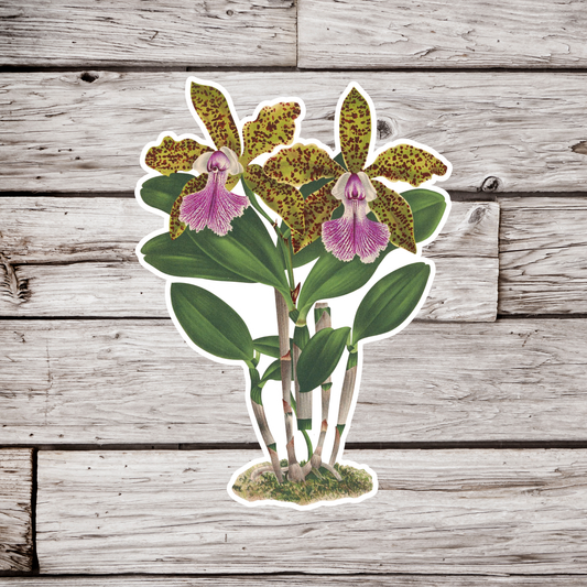 Orchid Sticker