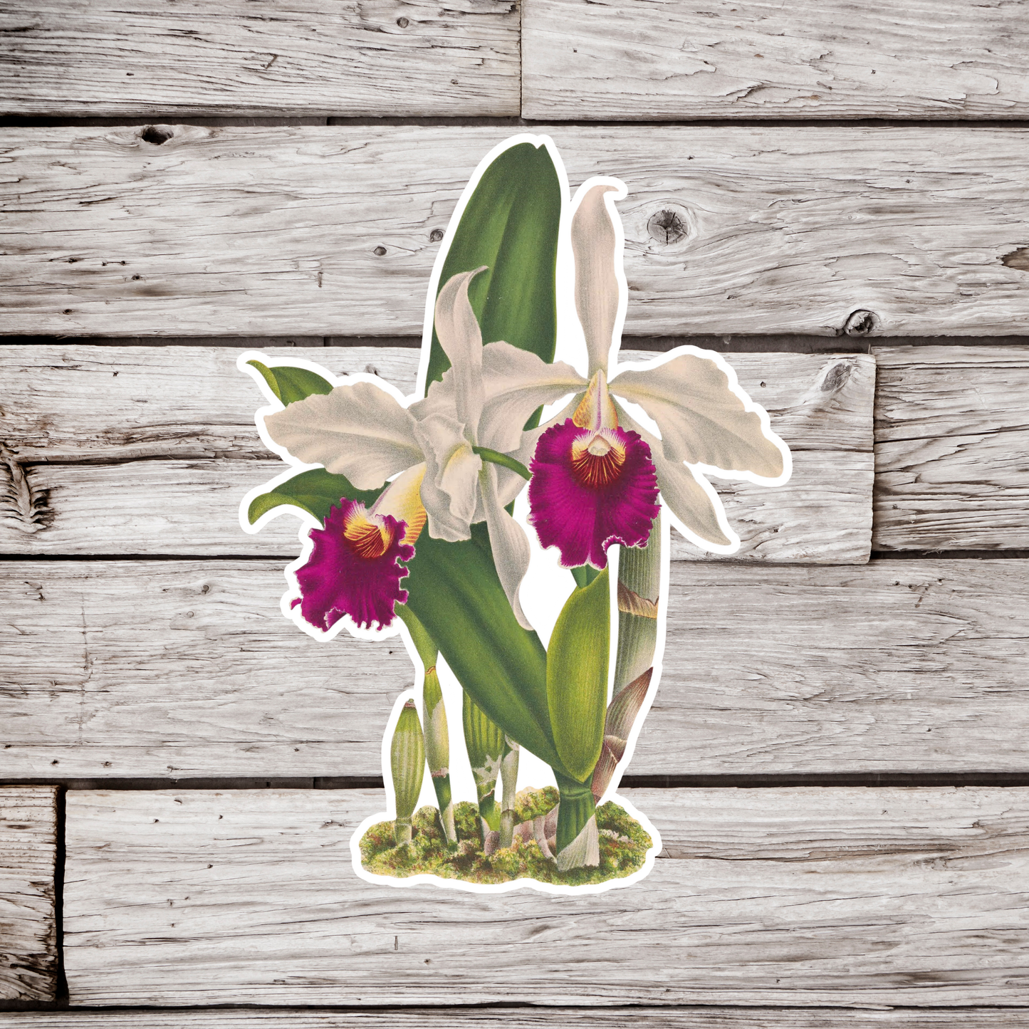 Orchid Sticker