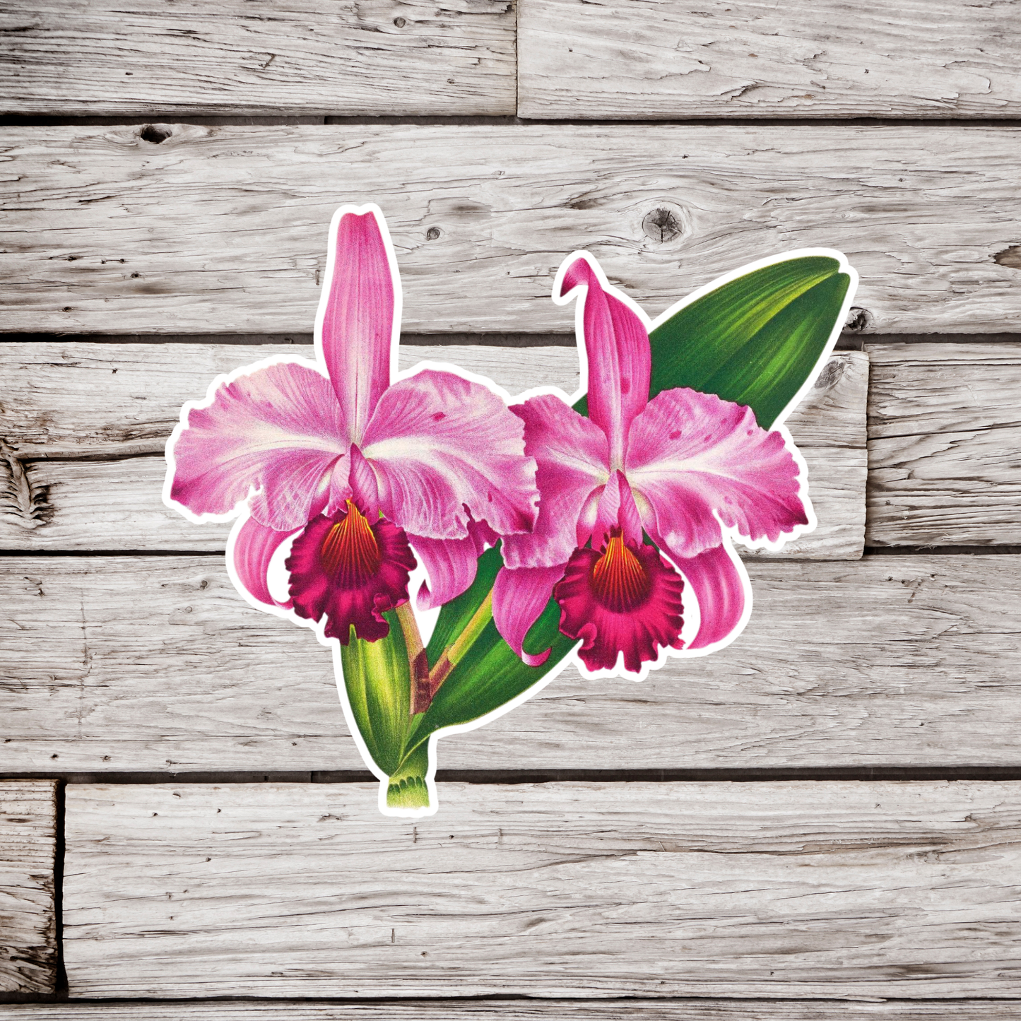 Orchid Sticker