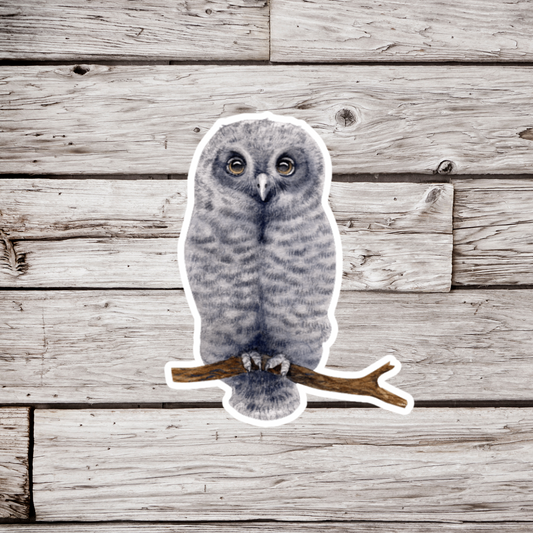 Owl Sticker