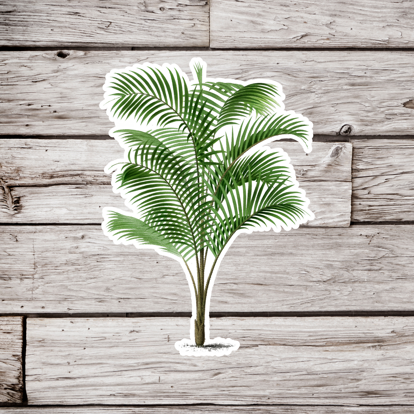 Palm Tree Sticker