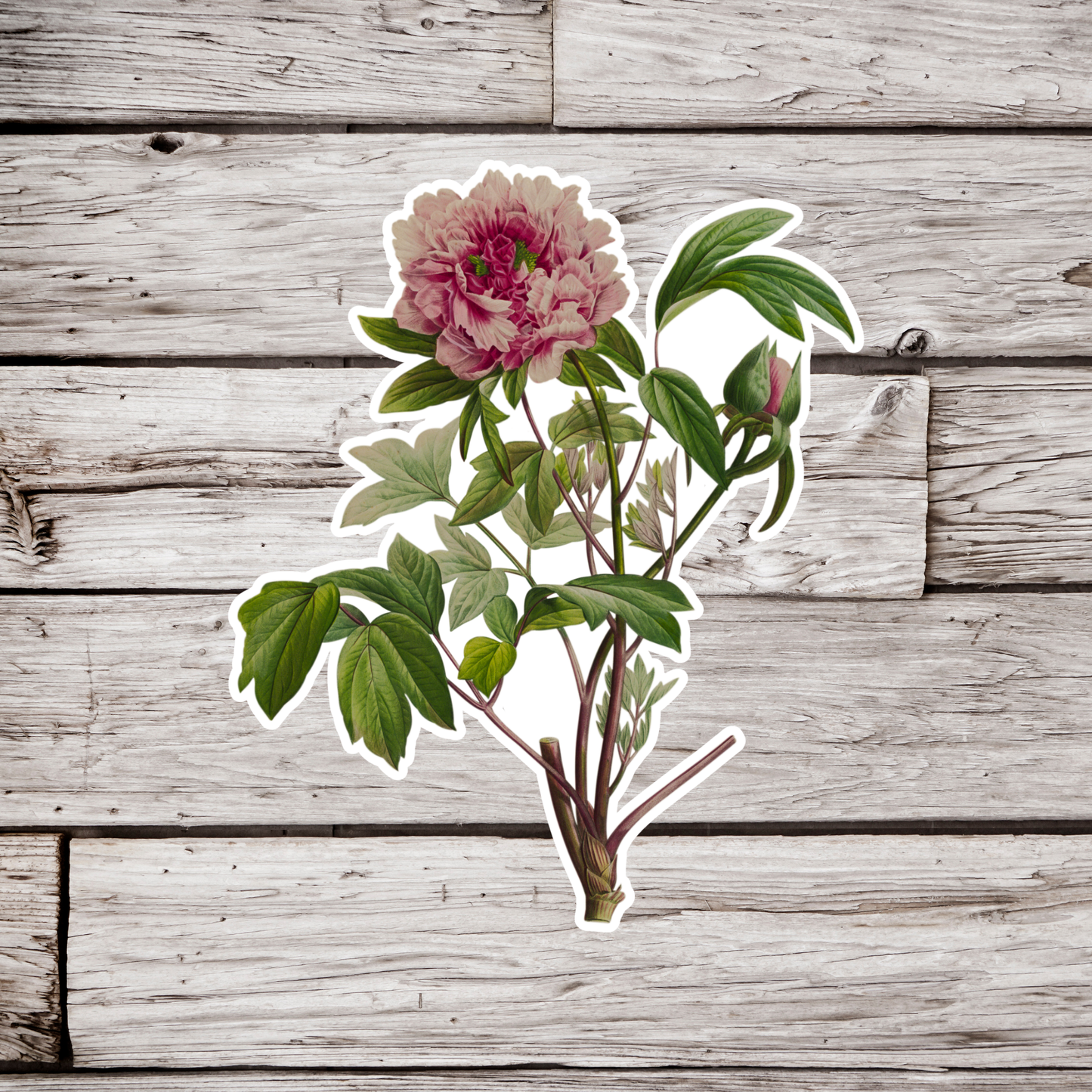 Peony Sticker