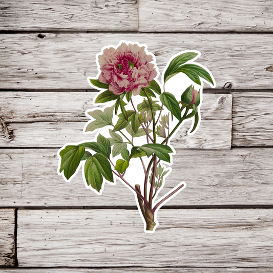 Peony Sticker