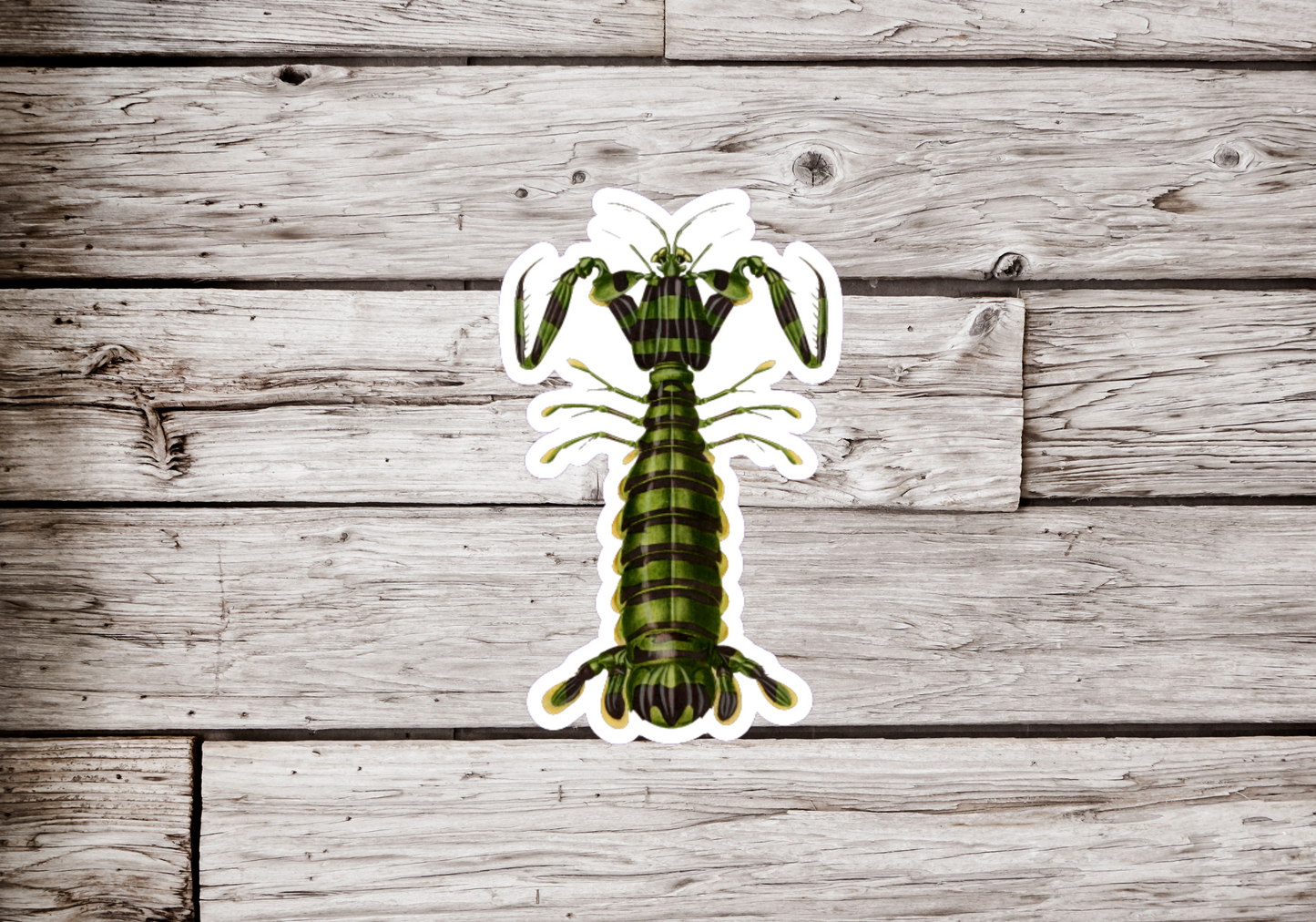 Praying Mantis Sticker