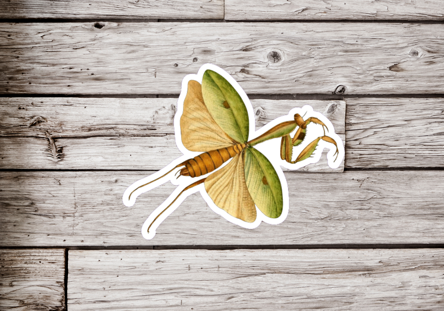 Praying Mantis Sticker