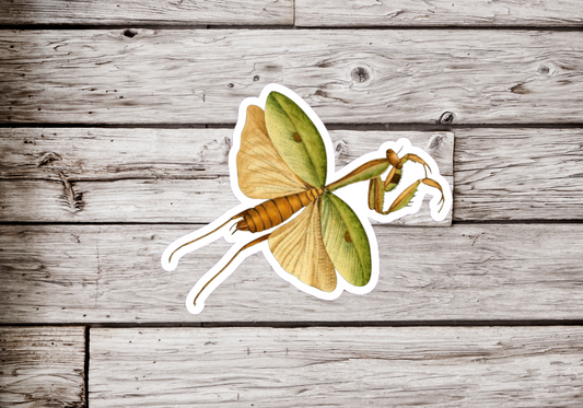 Praying Mantis Sticker