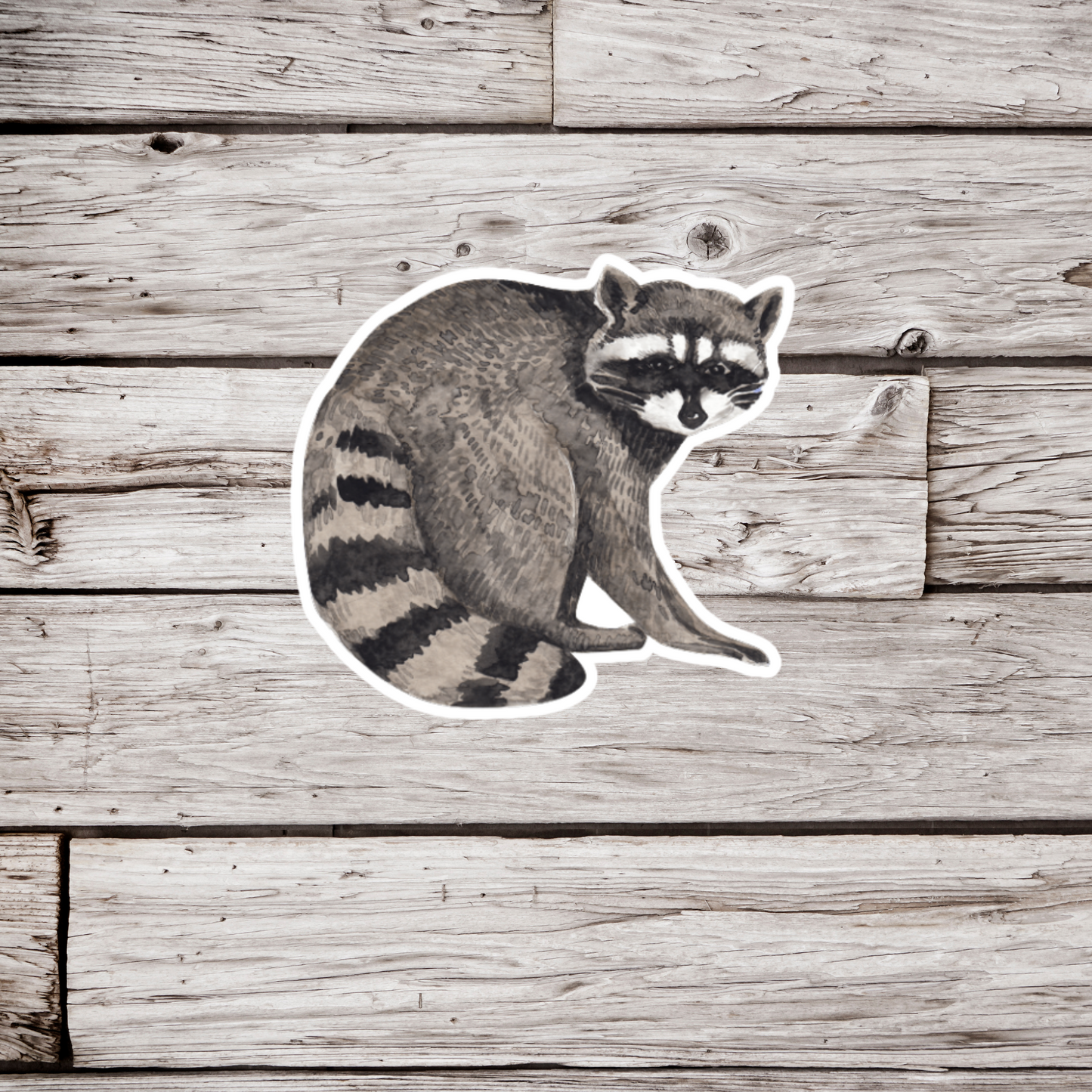 Raccoon Sticker