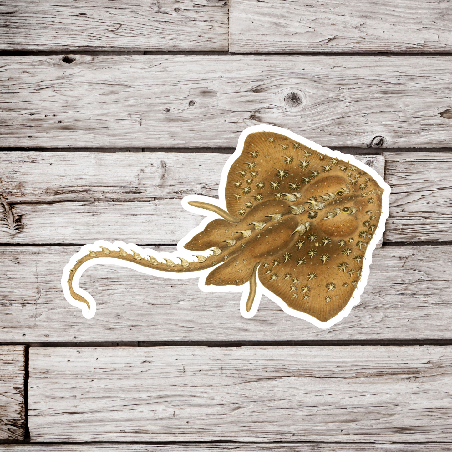 Thornback Ray, Raja Clavata Sticker