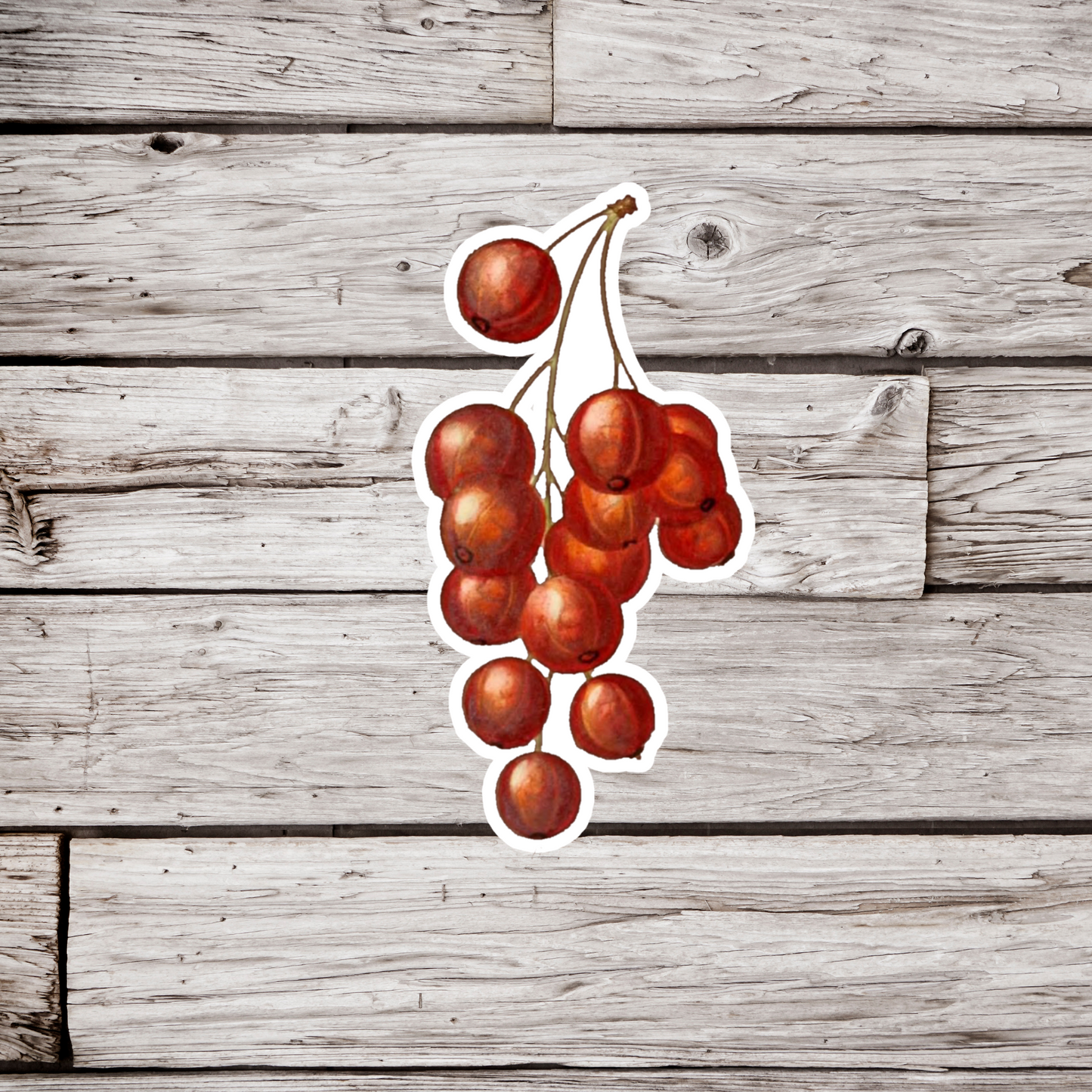 Red Currants Sticker