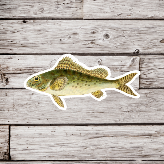 Ruffe Fish Sticker