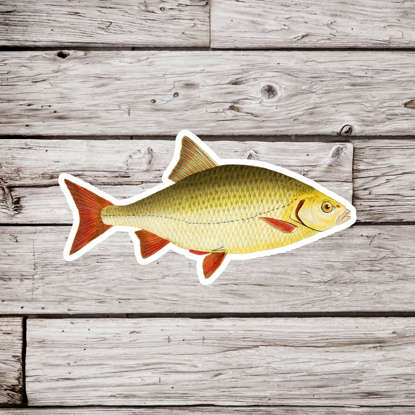 Rutilus Roach Fish Sticker