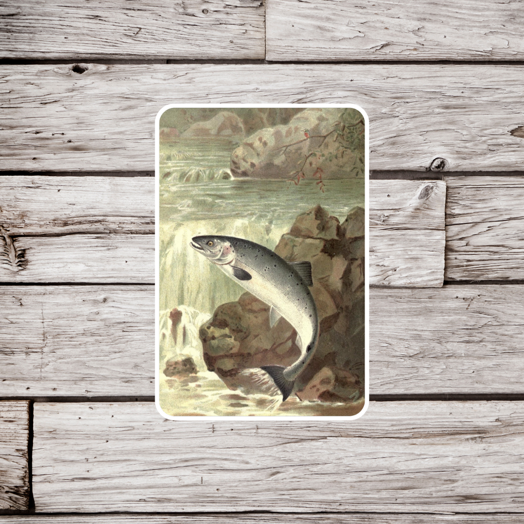 Salmon Sticker