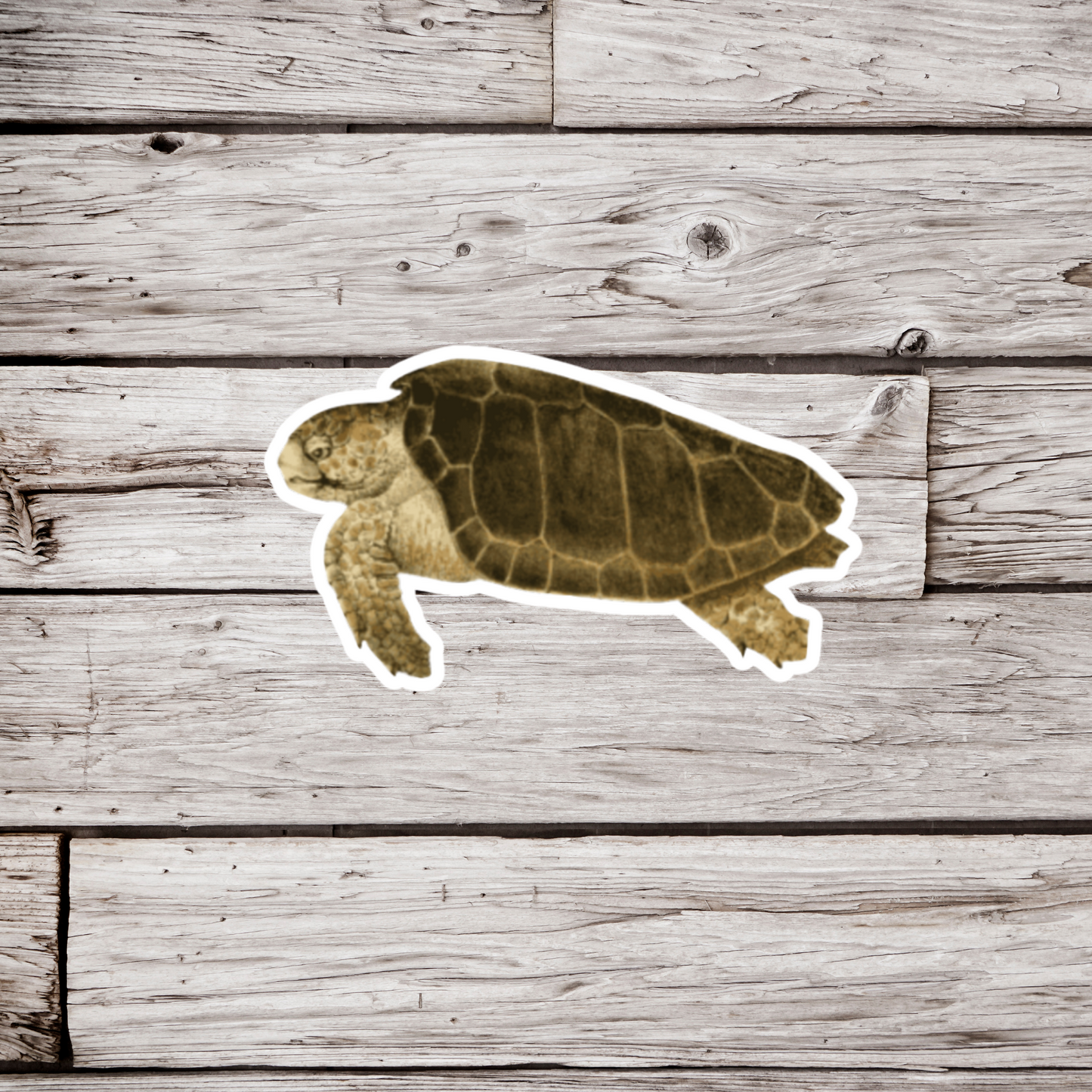 Green Sea Turtle Sticker