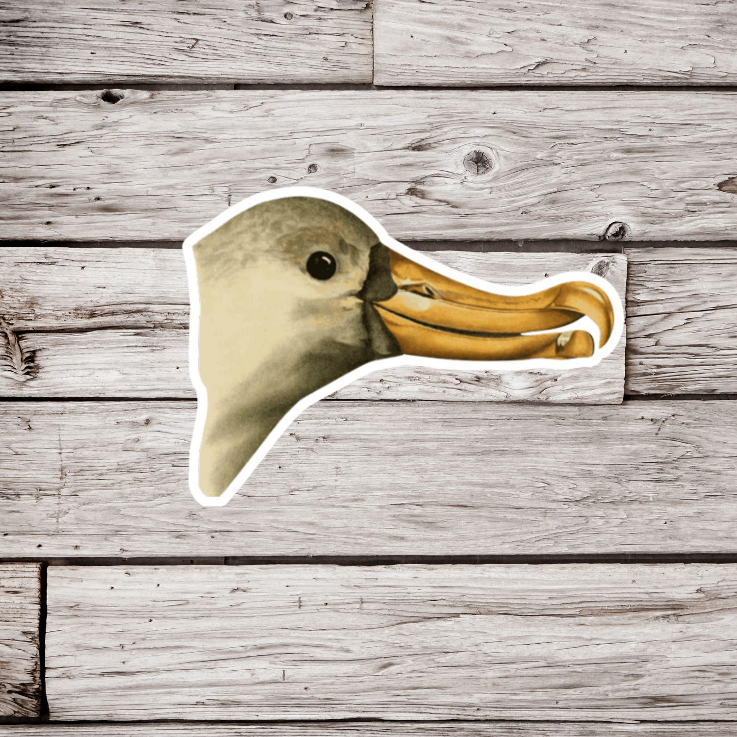 Sea Gull Head Sticker