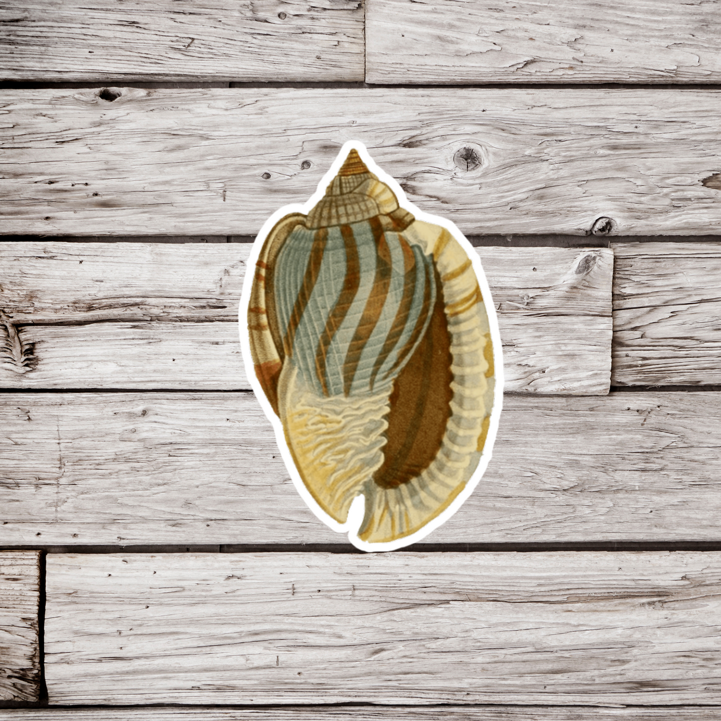Shell Sticker