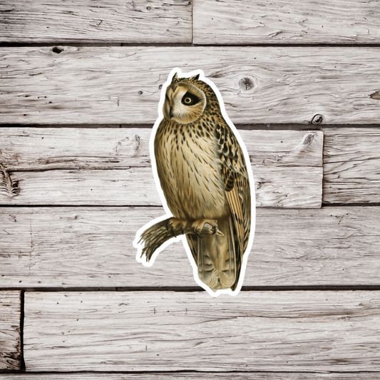 Short Eared Owl Sticker