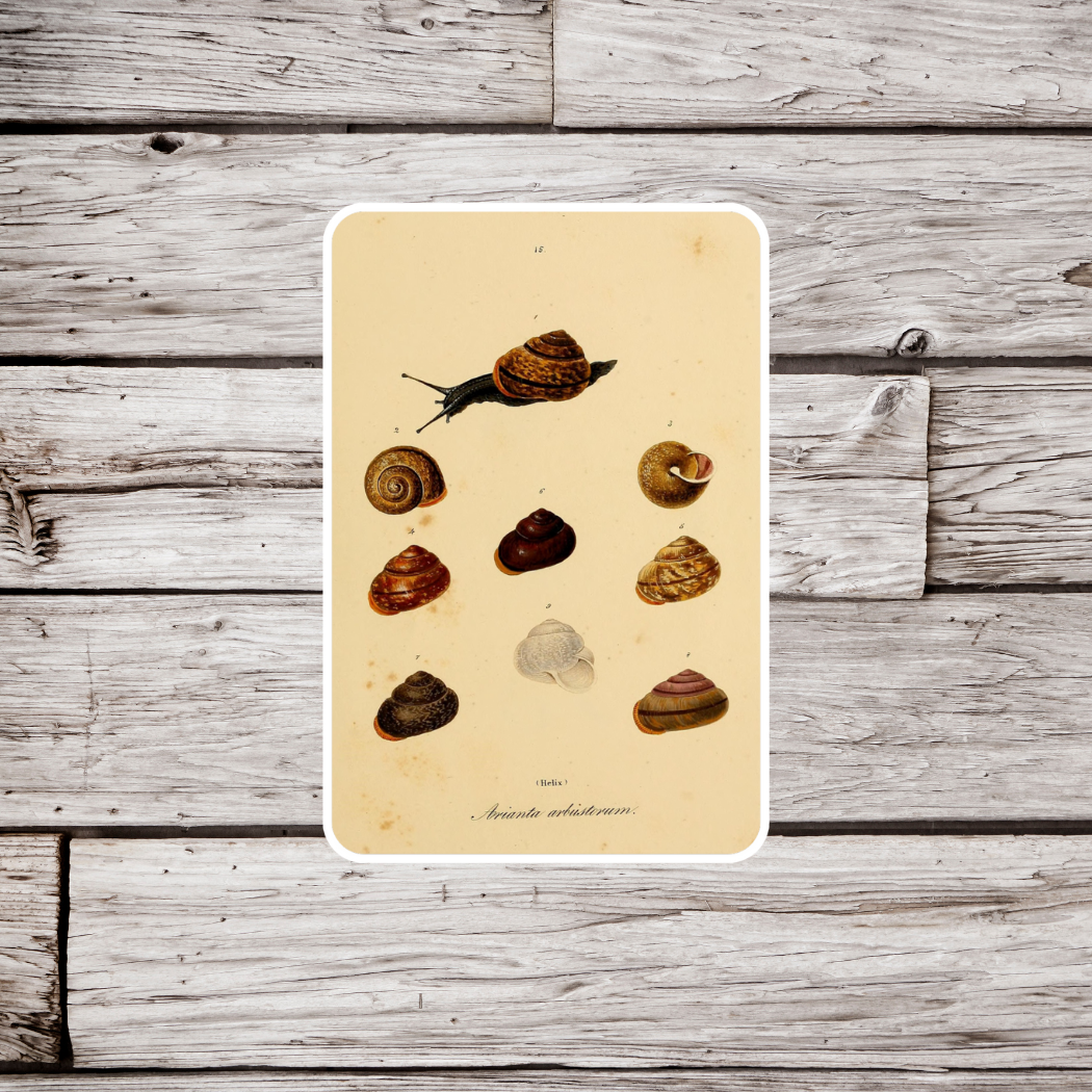 Snail Sticker