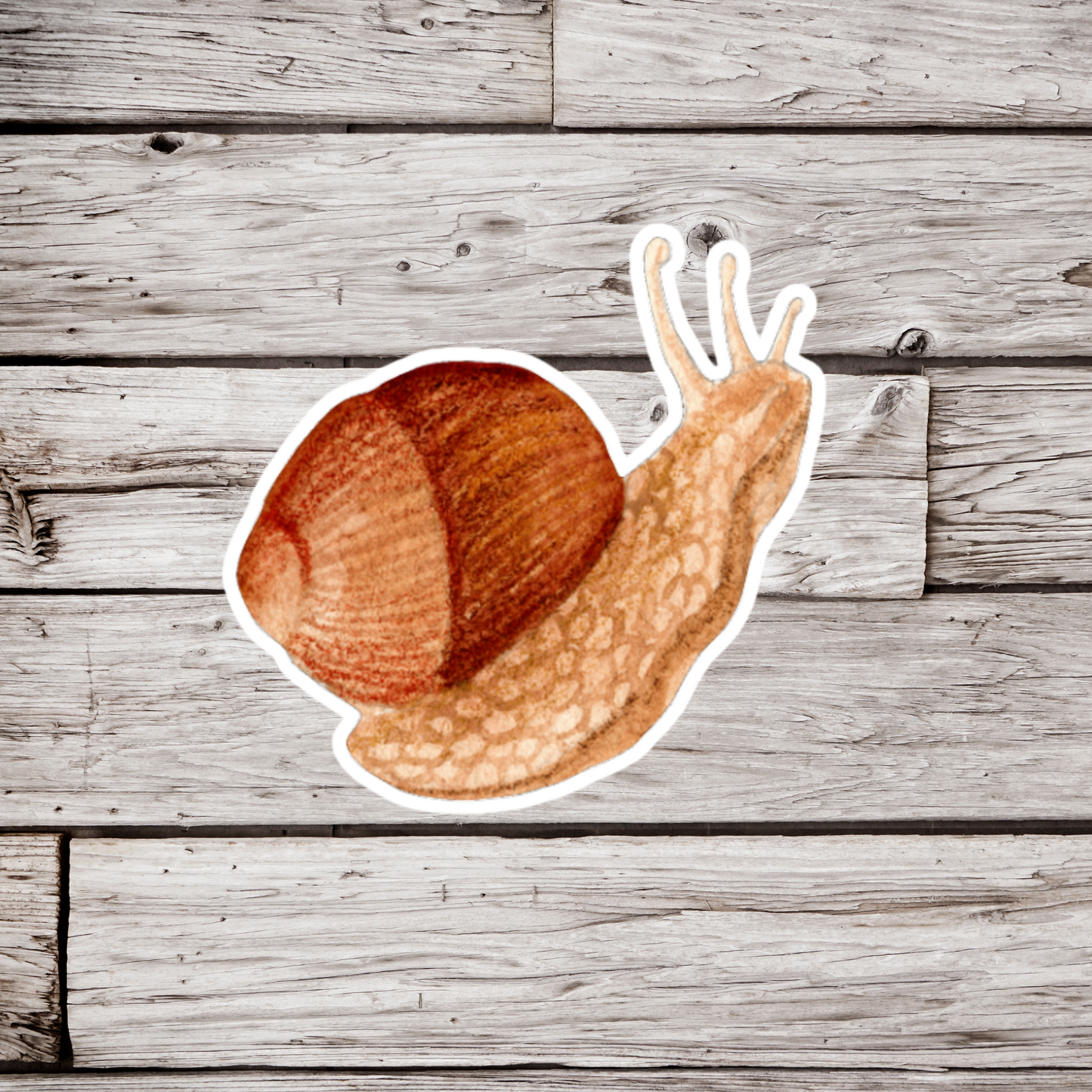 Snail Sticker