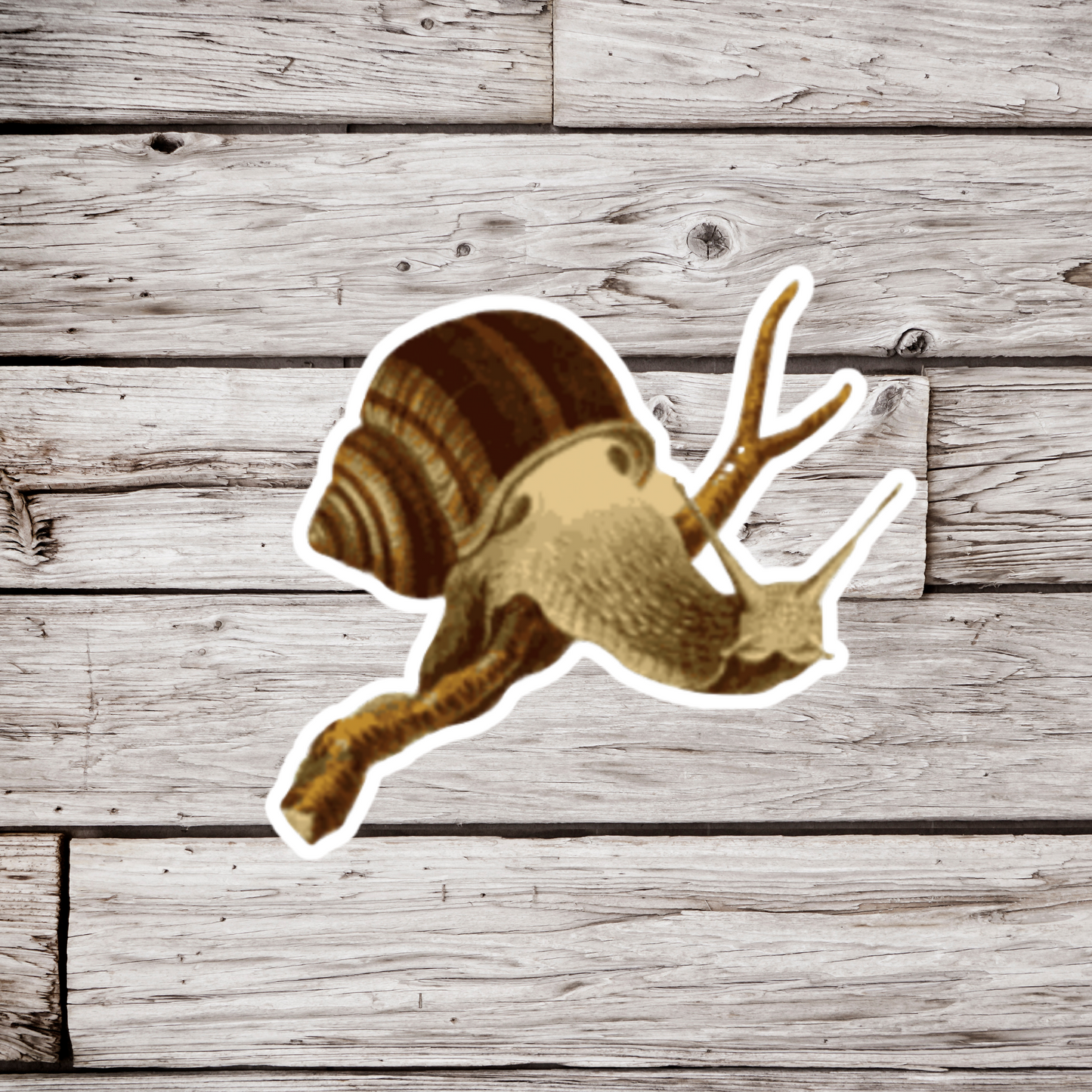 Snail Sticker