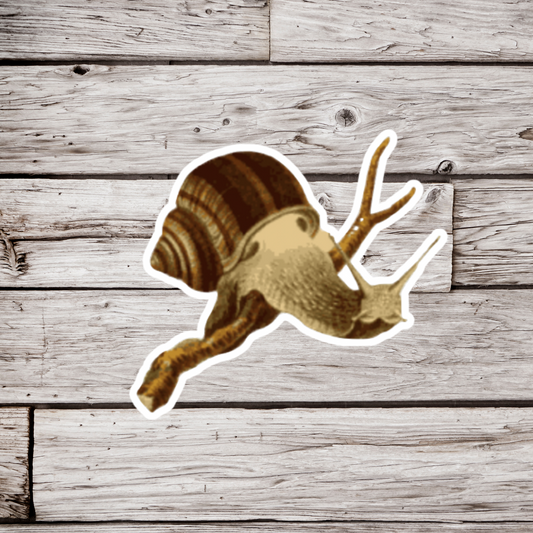 Snail Sticker