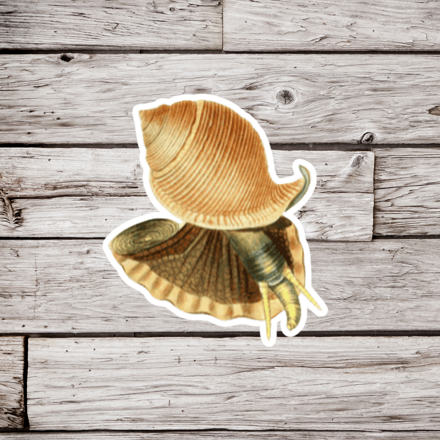 Snail Sticker