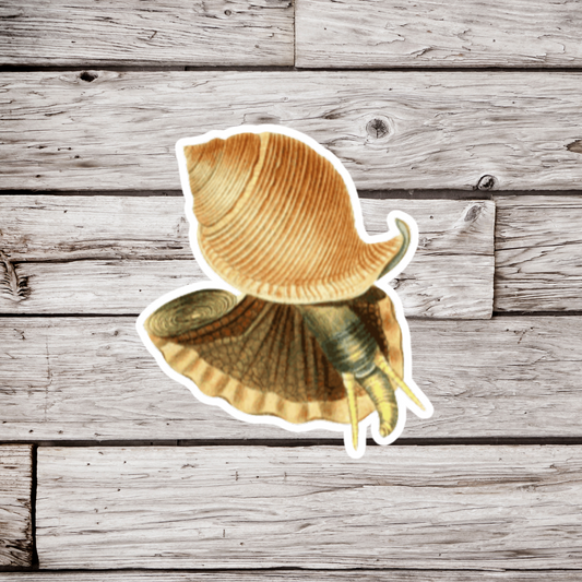 Snail Sticker