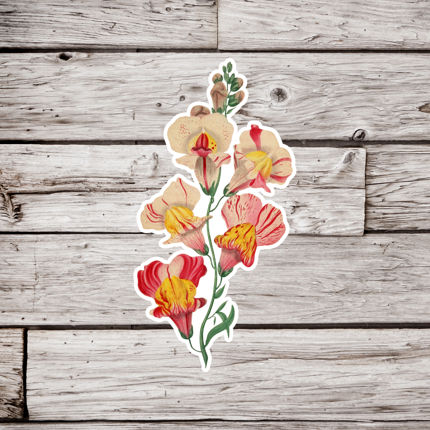 Snapdragon Sticker