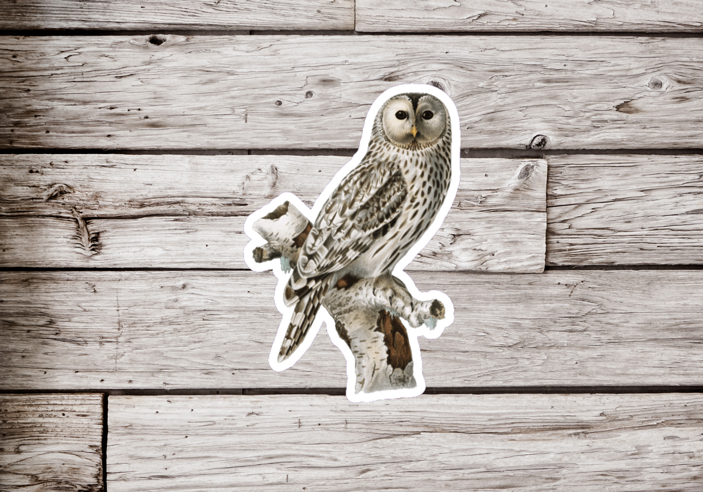Snowy Owl Sticker
