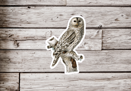 Snowy Owl Sticker