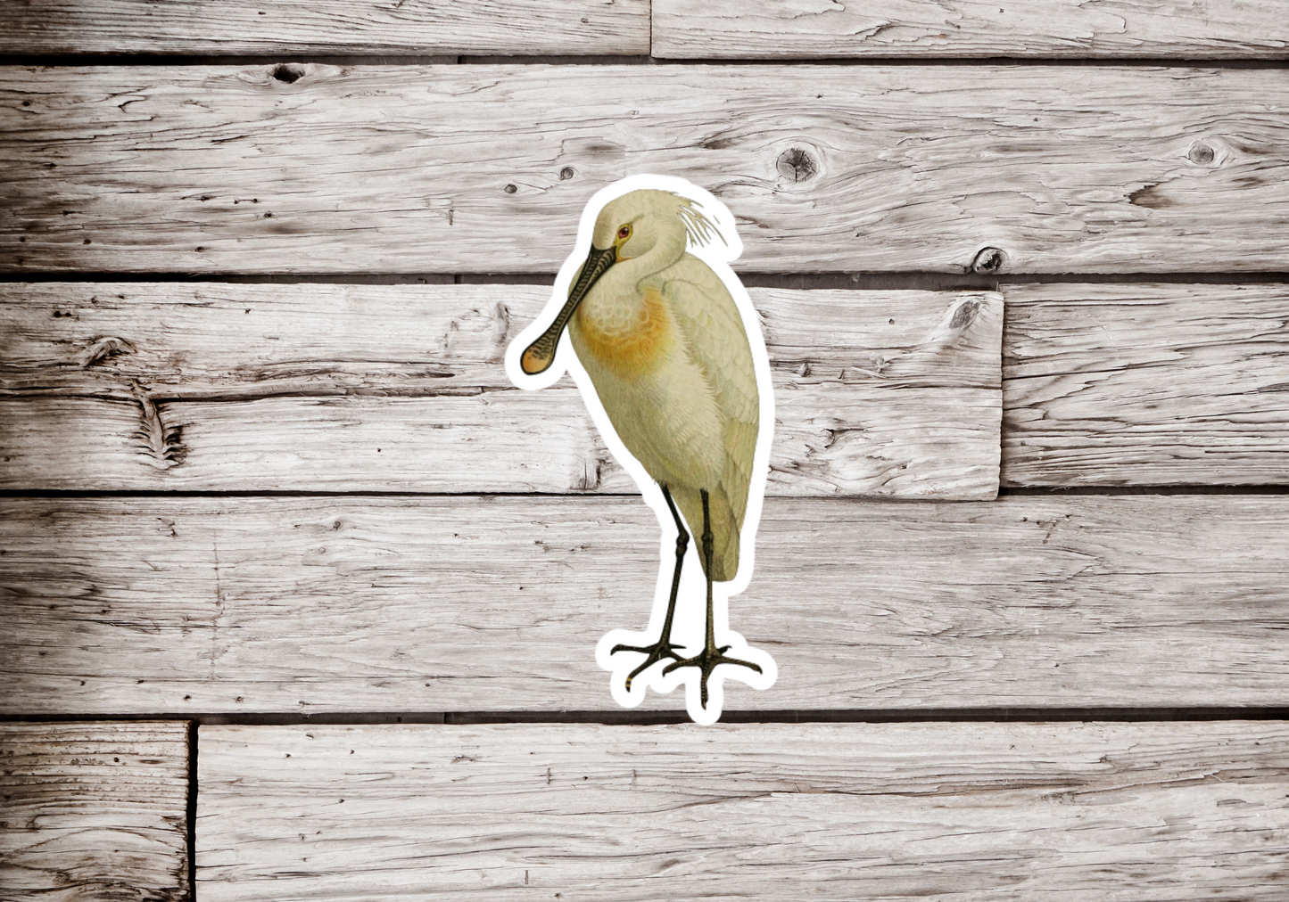 Spoonbill Sticker