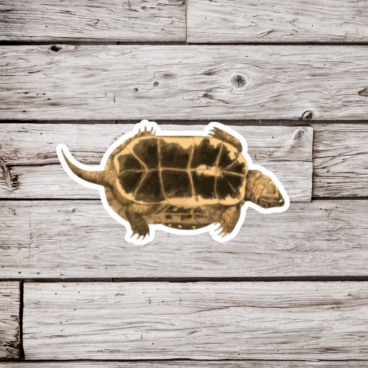 Spotted Turtle Bottom Sticker