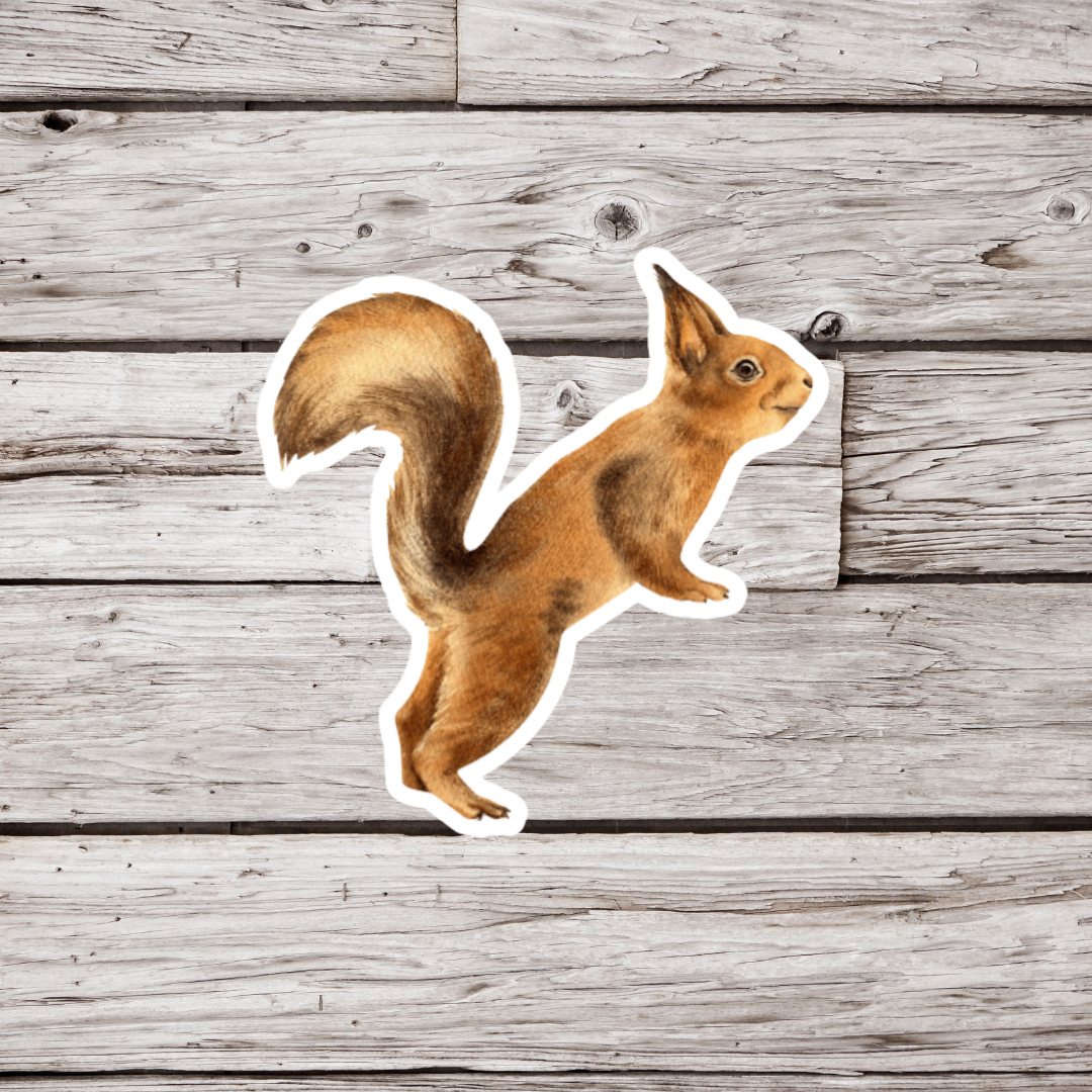 Squirrel Sticker
