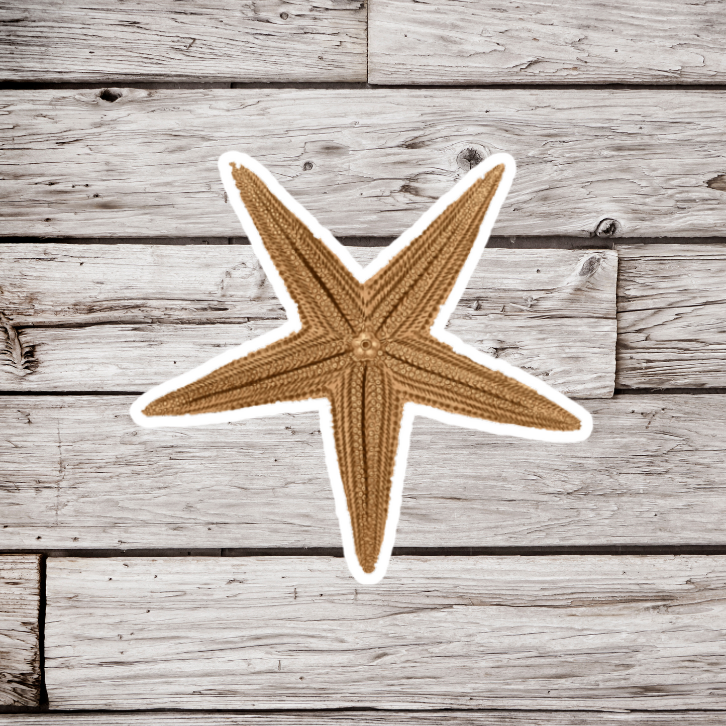 Starfish Sticker