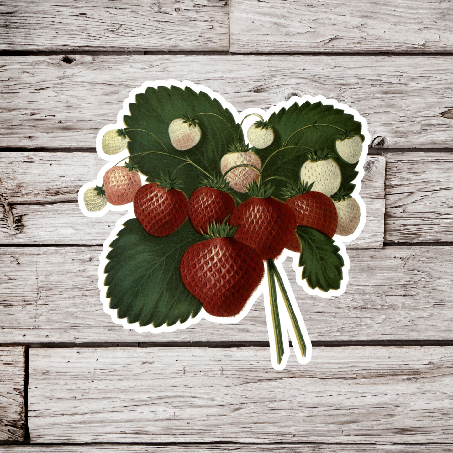 Strawberry Sticker