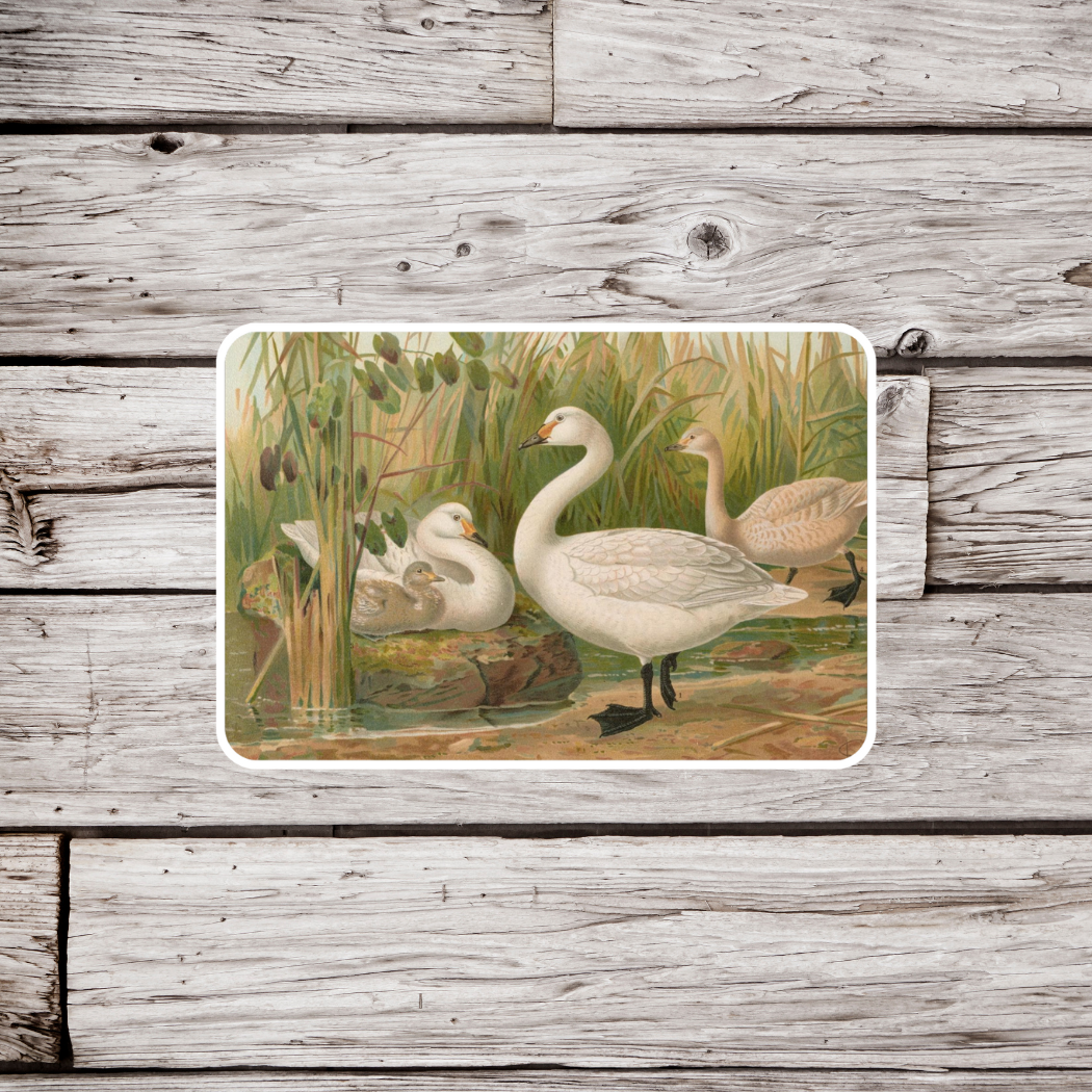 Swan Sticker