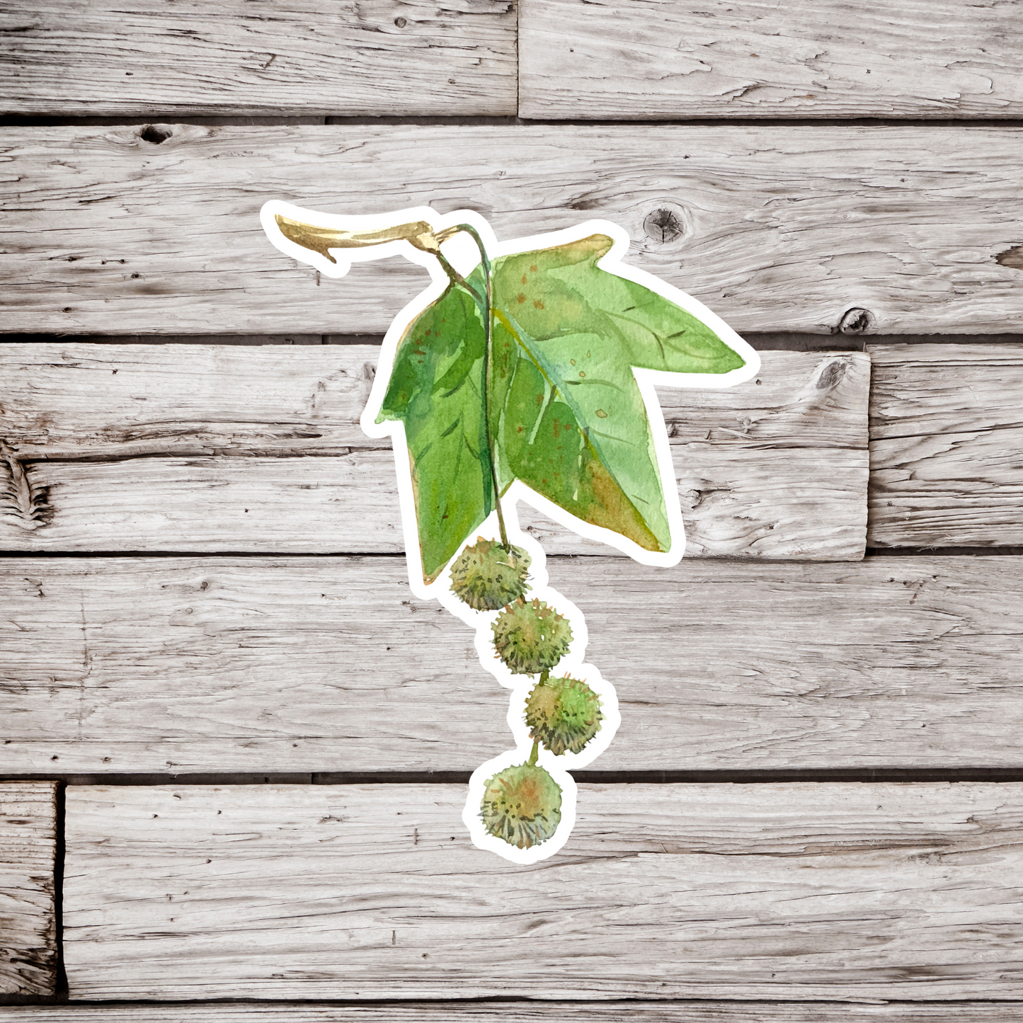 Sycamore Leaf Sticker