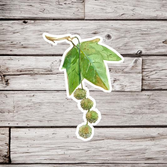 Sycamore Leaf Sticker