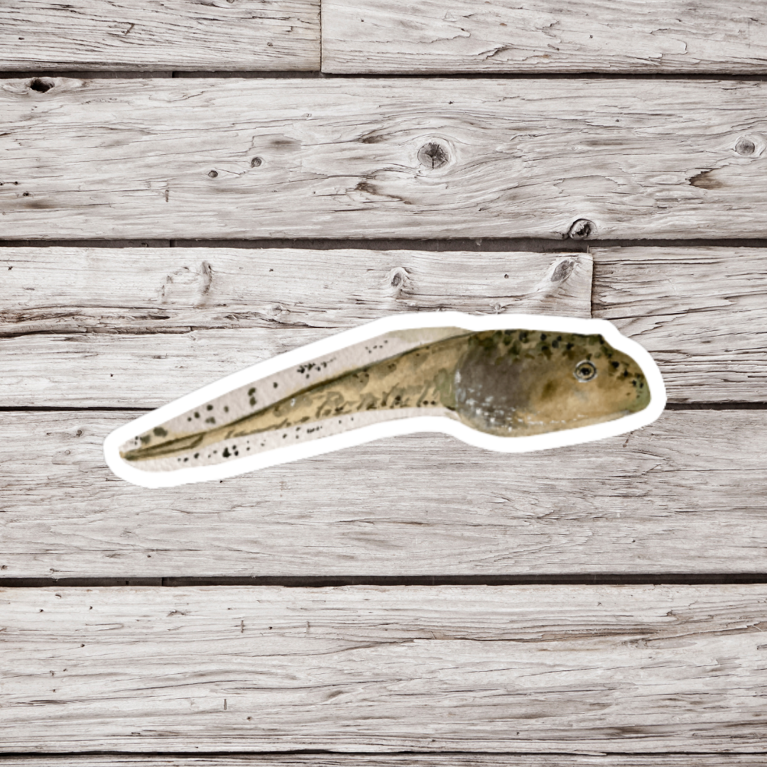 Tadpole Sticker