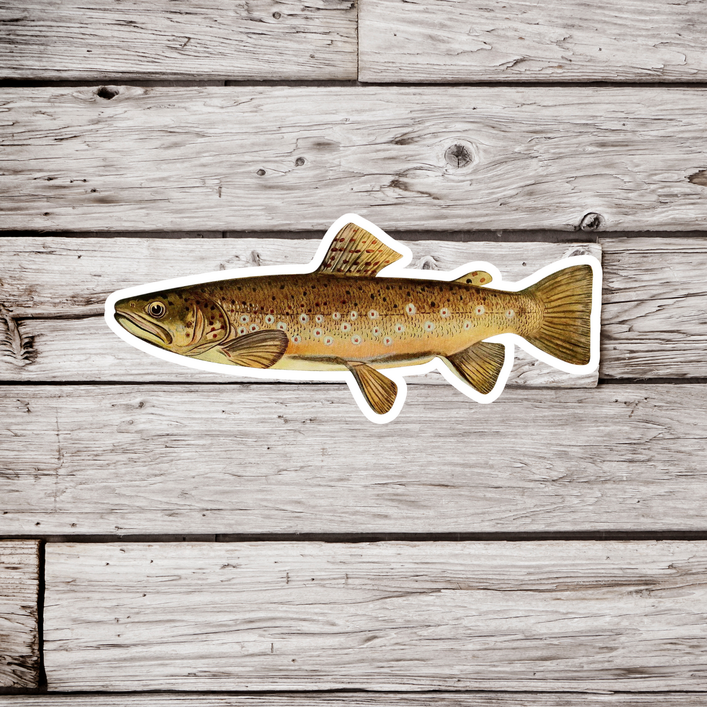 Brown Trout - Adult Male Sticker